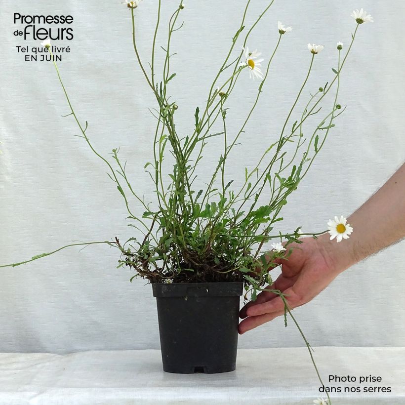 Exemplaar van Leucanthemum vulgare - Margriet Pot van 2 l/3 l zoals geleverd in de zomer