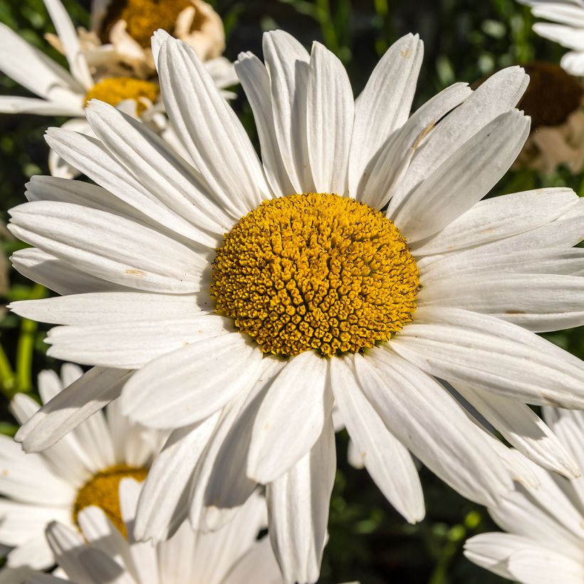 Leucanthemum superbum Brightside - Tuinmargriet (Flowering)