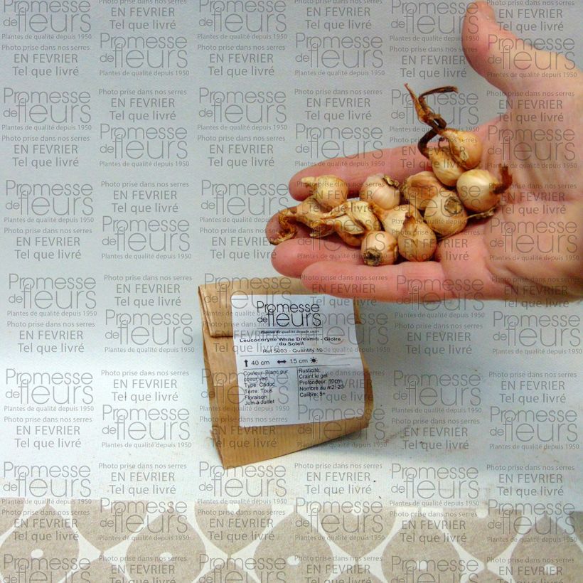 Voorbeeld van een exemplaar van Leucocoryne White Dream - Andesbloem Bol kaliber 5+ zoals geleverd