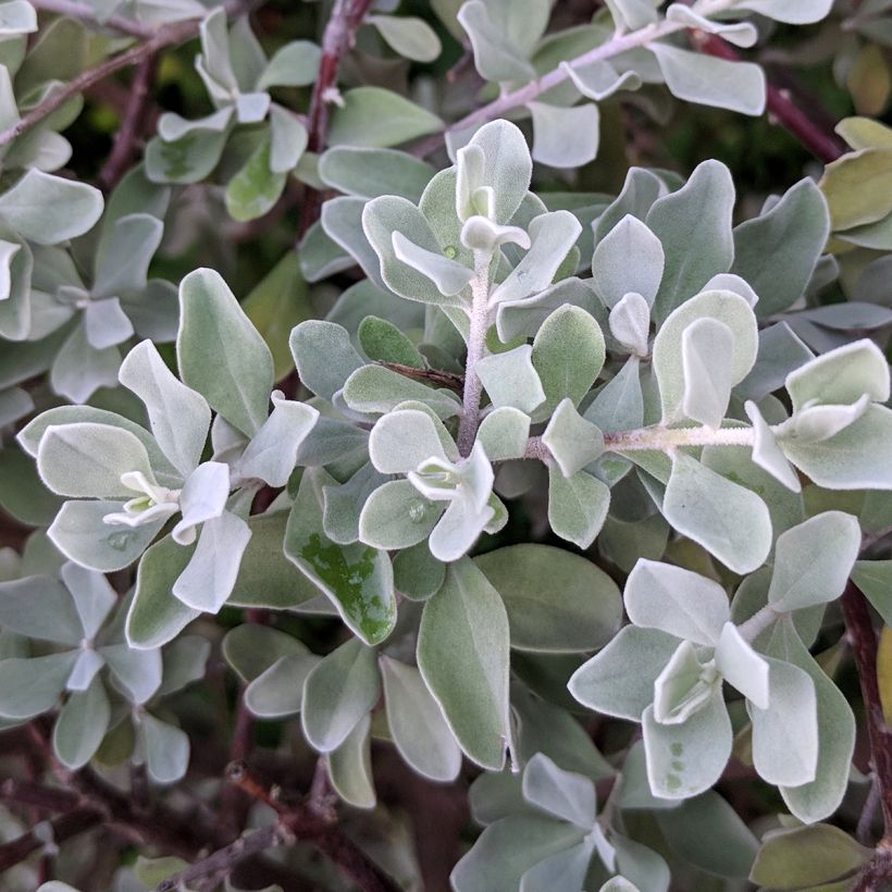 Leucophyllum frutescens - Woestijnsalie (Foliage)