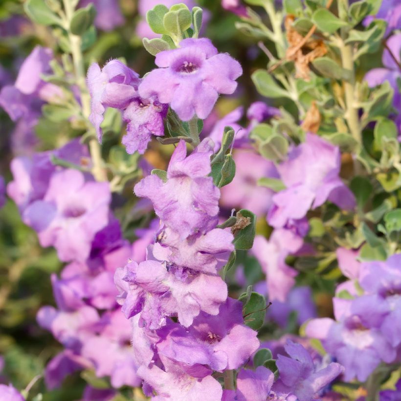 Leucophyllum langmaniae - Woestijnsalie (Bloei)