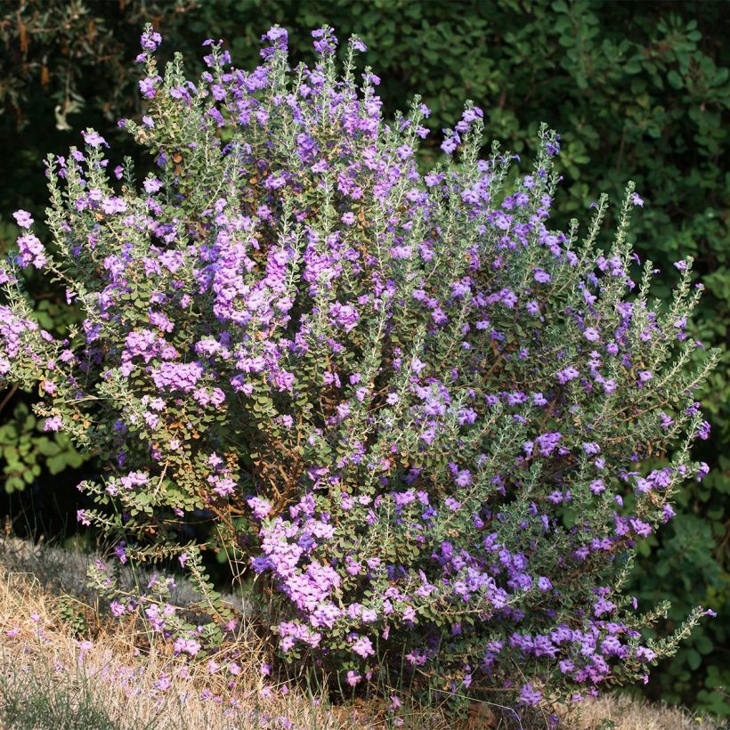 Leucophyllum langmaniae - Woestijnsalie (Groeiplaats)