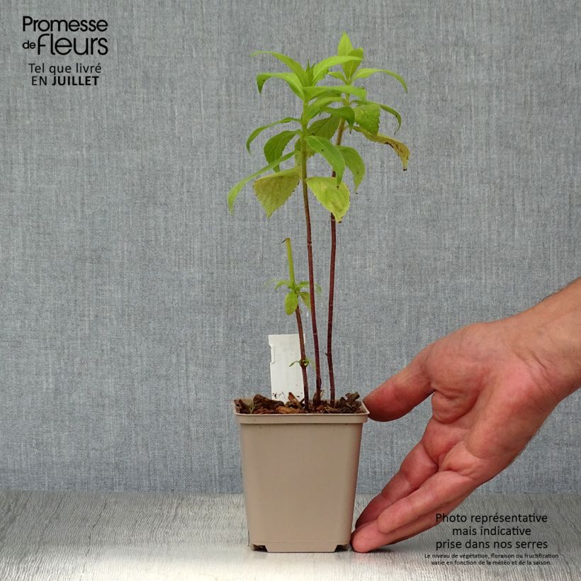 Exemplaar van Leucosceptrum japonicum Golden Angel - Japanse muntstruik Kweekpotje van 8/9 cm zoals geleverd in de zomer