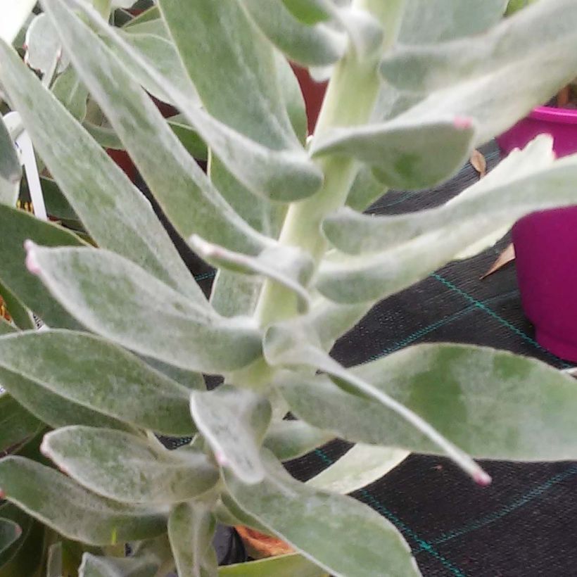Leucospermum Copper Carnival - Speldenkussenbloem (Blad)