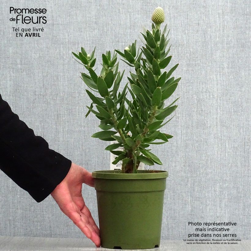 Exemplaar van Leucospermum Yellow Carnival - Speldenkussenbloem Pot van 2 l/3 l zoals geleverd in de lente