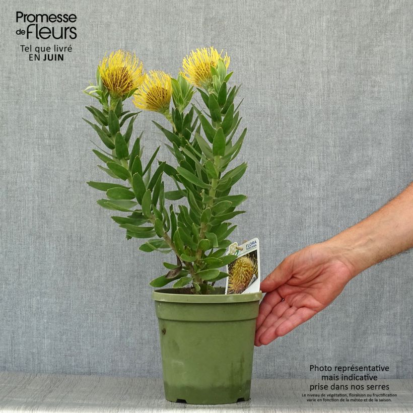 Exemplaar van Leucospermum Yellow Carnival - Speldenkussenbloem Pot van 2 l/3 l zoals geleverd in de zomer