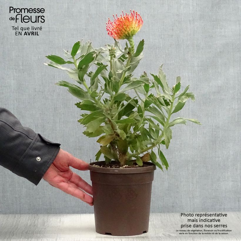 Example of Leucospermum Carnival Red - Pelote d'épingles Pot van 2 l/3 l as you get in hiver