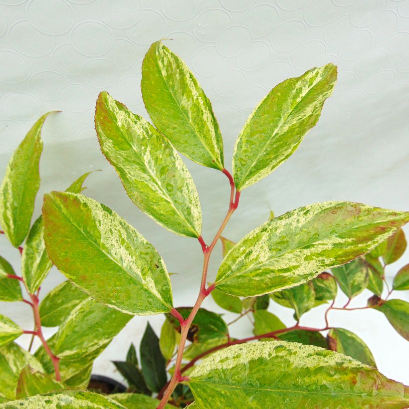 Leucothoe fontanesiana Rainbow - Druifheide (Foliage)