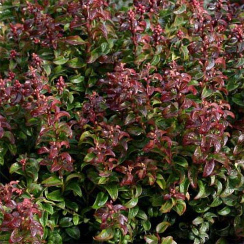 Leucothoe axillaris Twisting Red - Druifheide (Foliage)