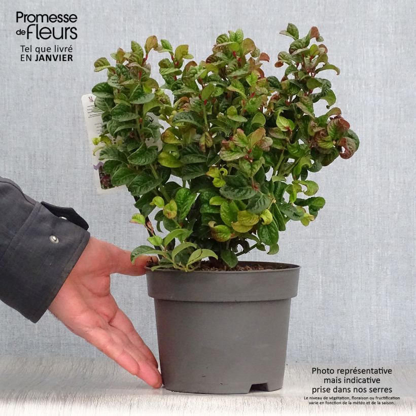 Example of Leucothoe axillaris Curly Red Pot van 2 l/3 l as you get in hiver