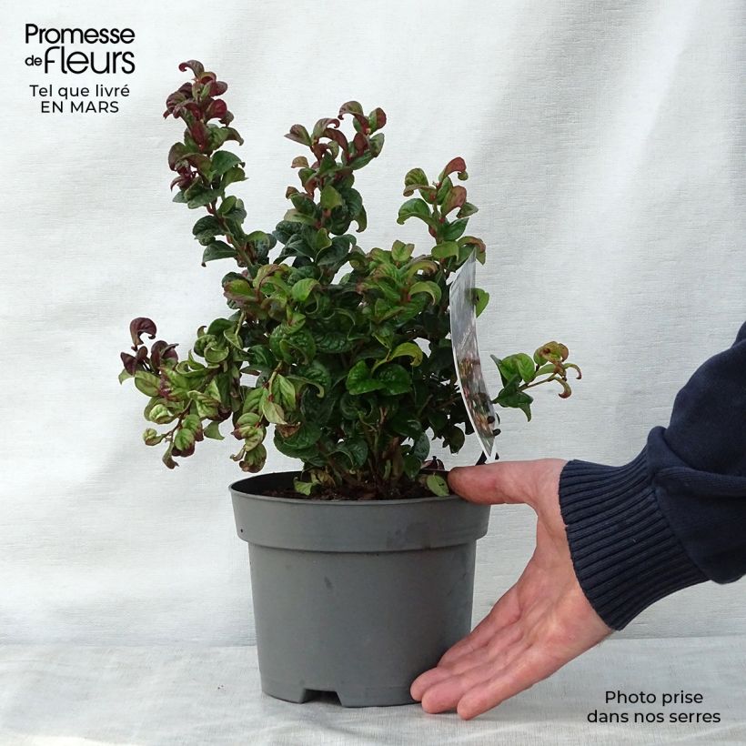 Exemplaar van Leucothoe axillaris Curly Red - Druifheide Pot van 2 l/3 l zoals geleverd in de lente