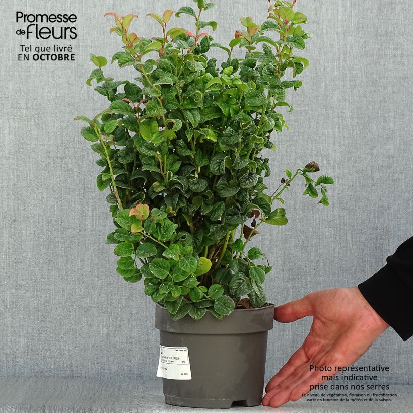 Exemplaar van Leucothoe axillaris Curly Red - Druifheide Pot van 2 l/3 l zoals geleverd in de herfst