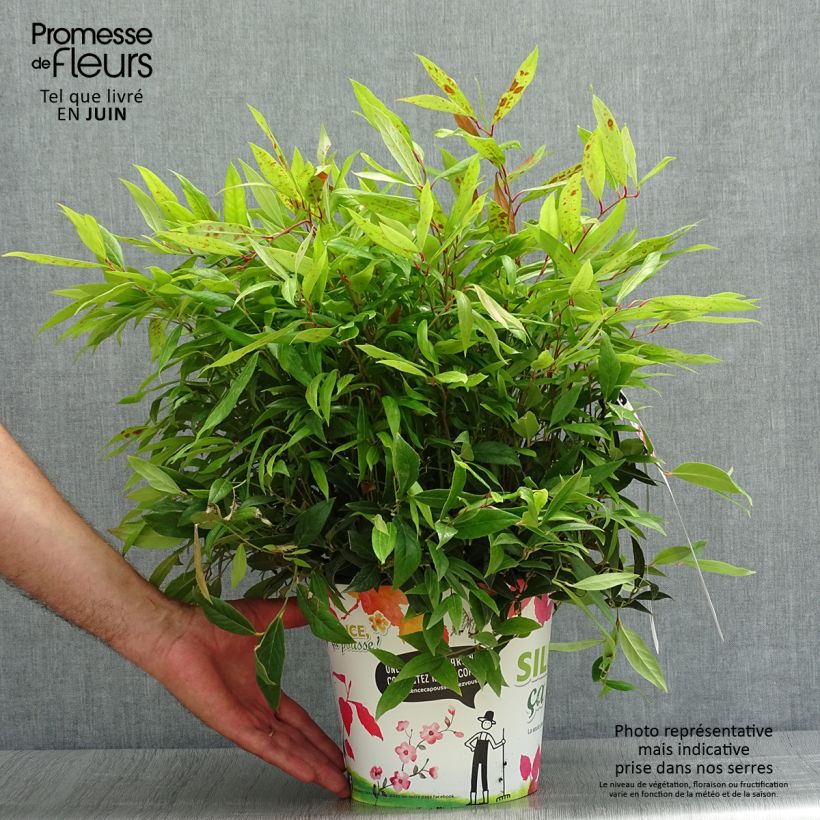 Exemplaar van Leucothoe axillaris Red Lips - Druifheide Pot van 4 l/5 l zoals geleverd in de zomer