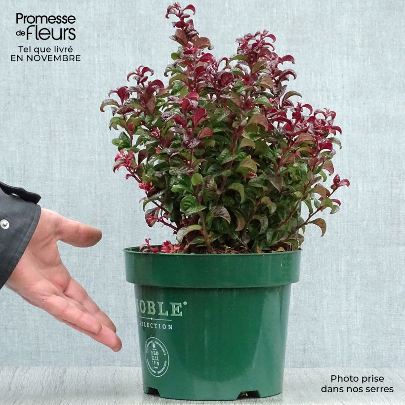 Exemplaar van Leucothoe axillaris Twisting Red - Druifheide Pot van 3 l/4 l zoals geleverd in de herfst