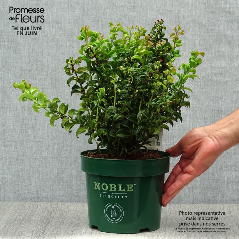 Exemplaar van Leucothoe axillaris Twisting Red - Druifheide Pot van 3 l/4 l zoals geleverd in de zomer
