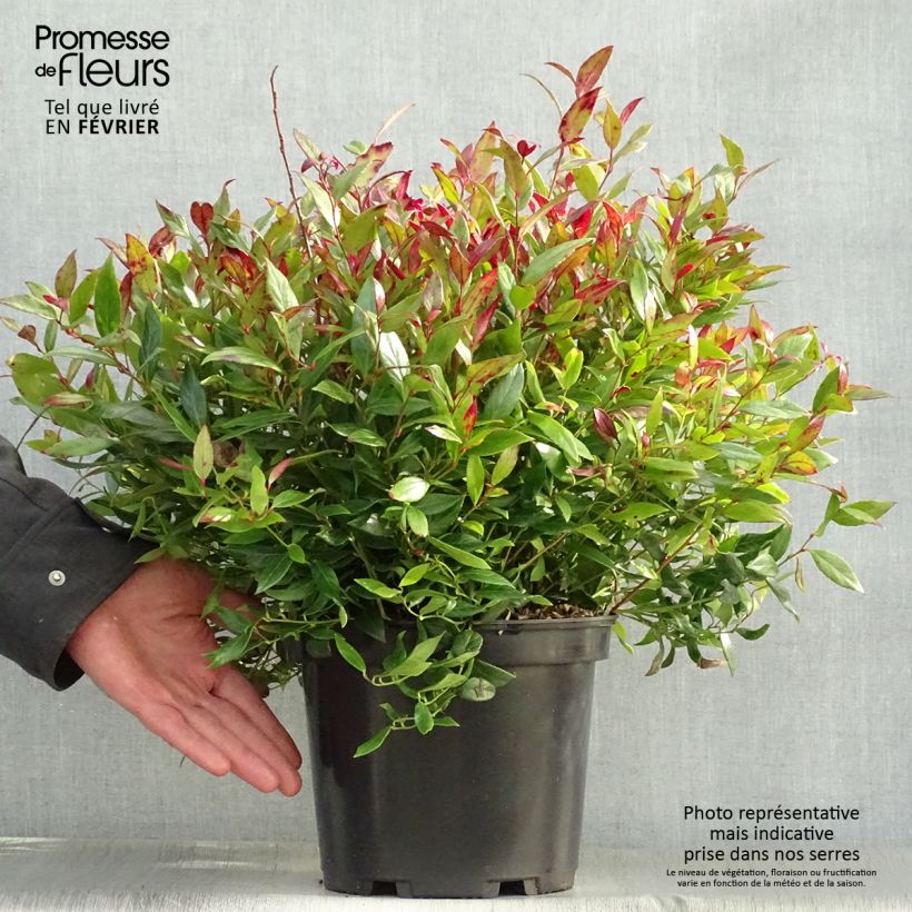 Example of Leucothoe fontanesiana Little Flames Pot van 4 l/5 l as you get in hiver