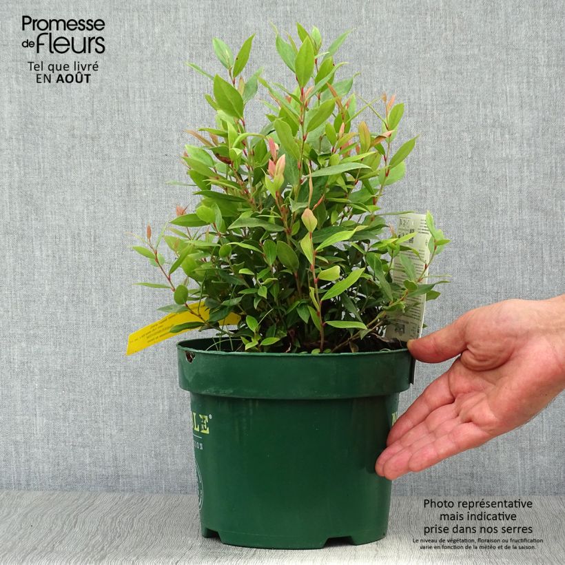 Exemplaar van Leucothoe fontanesiana Little Flames - Druifheide Pot van 2 l/3 l zoals geleverd in de zomer