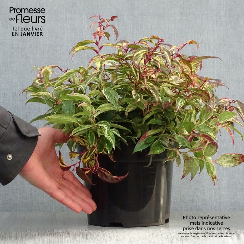 Example of Leucothoe fontanesiana Makijaz Pot van 3 l/4 l as you get in hiver