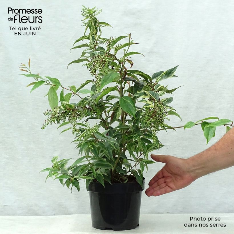 Exemplaar van Leucothoe fontanesiana Rainbow - Druifheide Pot van 2 l/3 l zoals geleverd in de zomer