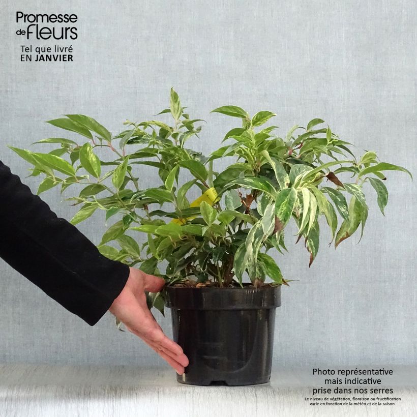 Example of Leucothoe fontanesiana Rainbow Pot van 2 l/3 l as you get in hiver