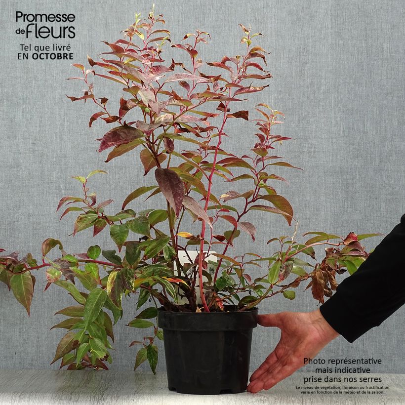 Exemplaar van Leucothoe fontanesiana Rainbow - Druifheide Pot van 2 l/3 l zoals geleverd in de herfst