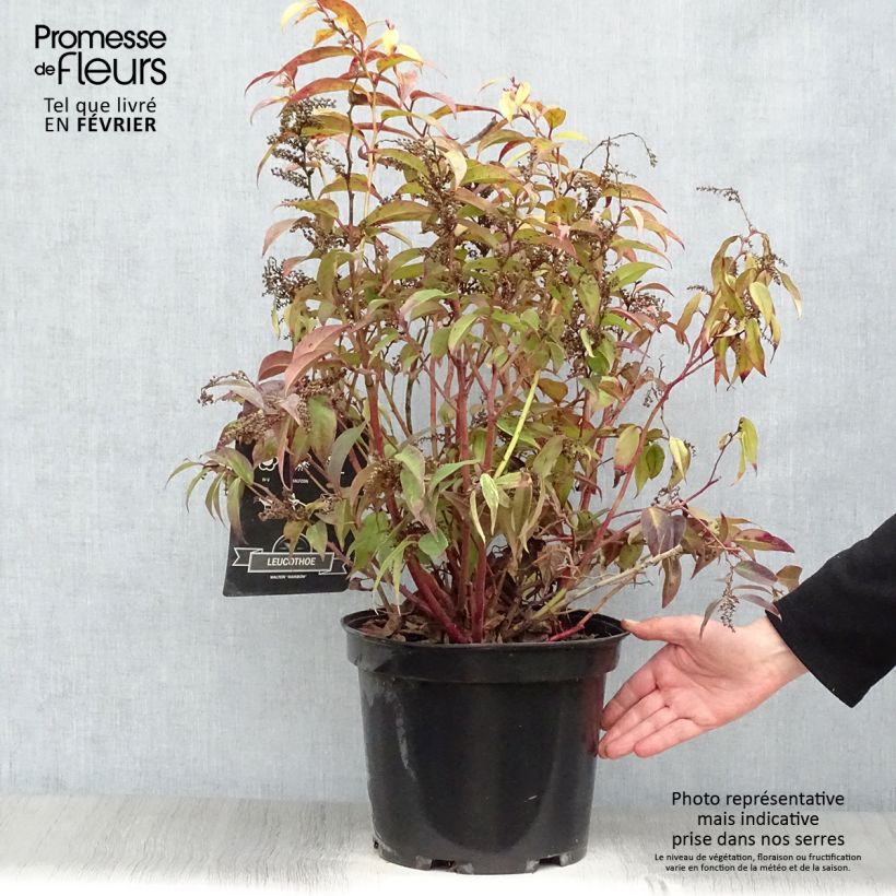 Example of Leucothoe fontanesiana Rainbow Pot van 7,5 l/10 l as you get in hiver