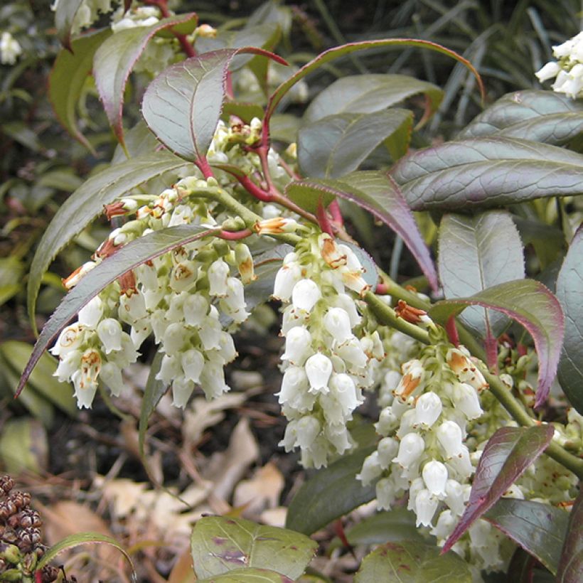 Leucothoe fontanesiana Scarletta - Druifheide (Flowering)