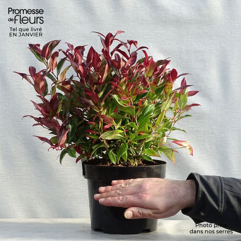Example of Leucothoe fontanesiana Scarletta Pot van 2 l/3 l as you get in hiver
