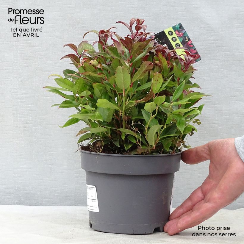 Exemplaar van Leucothoe fontanesiana Scarletta - Druifheide Pot van 2 l/3 l zoals geleverd in de lente