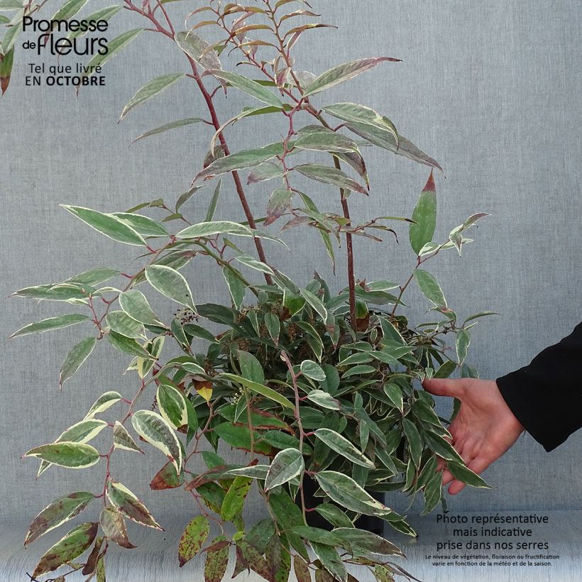 Exemplaar van Leucothoe fontanesiana Whitewater - Druifheide Pot van 2 l/3 l zoals geleverd in de herfst