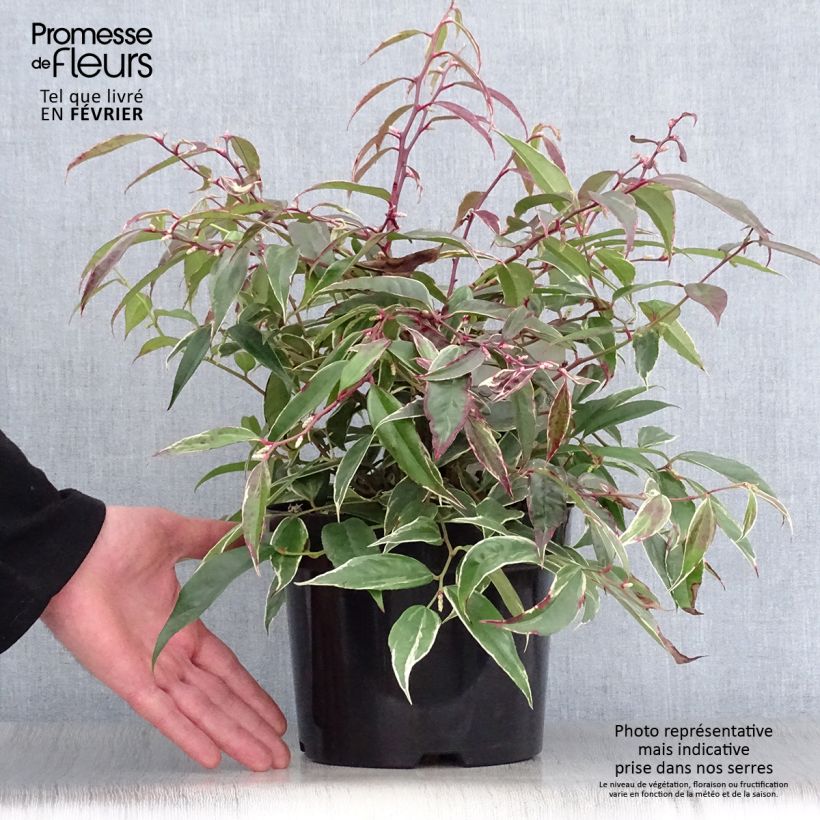 Example of Leucothoe fontanesiana Whitewater Pot van 2 l/3 l as you get in hiver