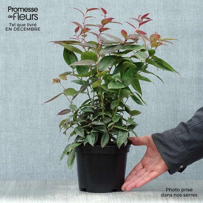 Example of Leucothoe fontanesiana Zebonard - Leucothoe walteri Zebonard Pot van 2 l/3 l as you get in hiver