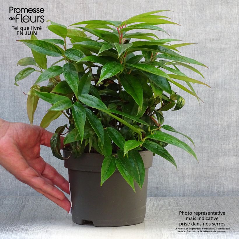 Exemplaar van Leucothoe fontanesiana Zebonard - Druifheide Pot van 2 l/3 l zoals geleverd in de zomer