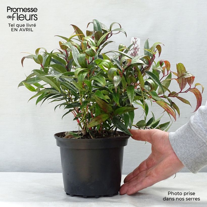 Exemplaar van Leucothoe keiskei Burning Love - Druifheide Pot van 2 l/3 l zoals geleverd in de lente