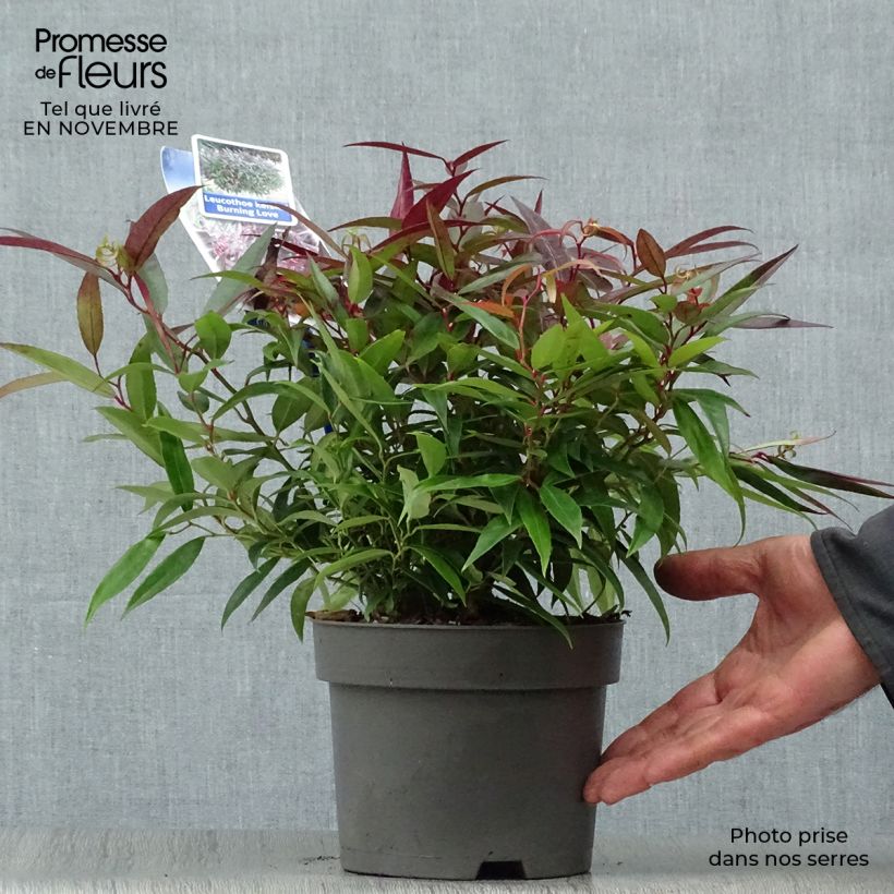 Exemplaar van Leucothoe keiskei Burning Love - Druifheide Pot van 2 l/3 l zoals geleverd in de herfst
