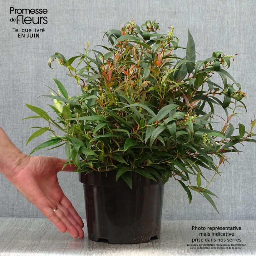 Exemplaar van Leucothoe keiskei Burning Love - Druifheide Pot van 2 l/3 l zoals geleverd in de zomer