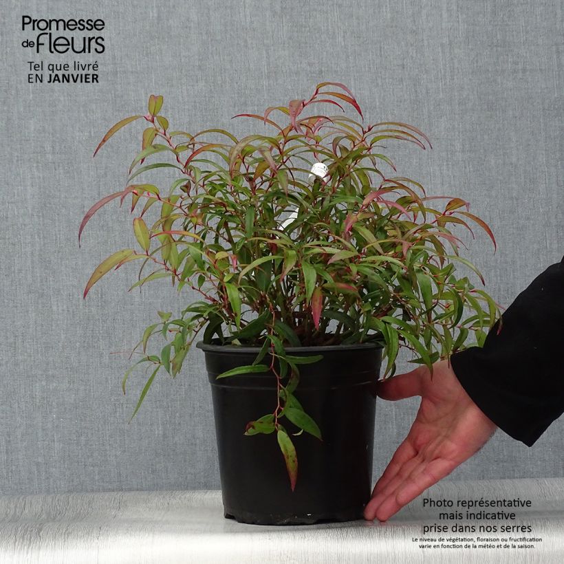 Example of Leucothoe keiskei Halloween Pot van 4 l/5 l as you get in hiver