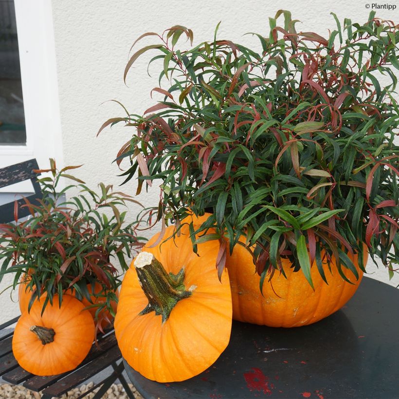 Leucothoe keiskei Halloween - Druifheide (Plant habit)