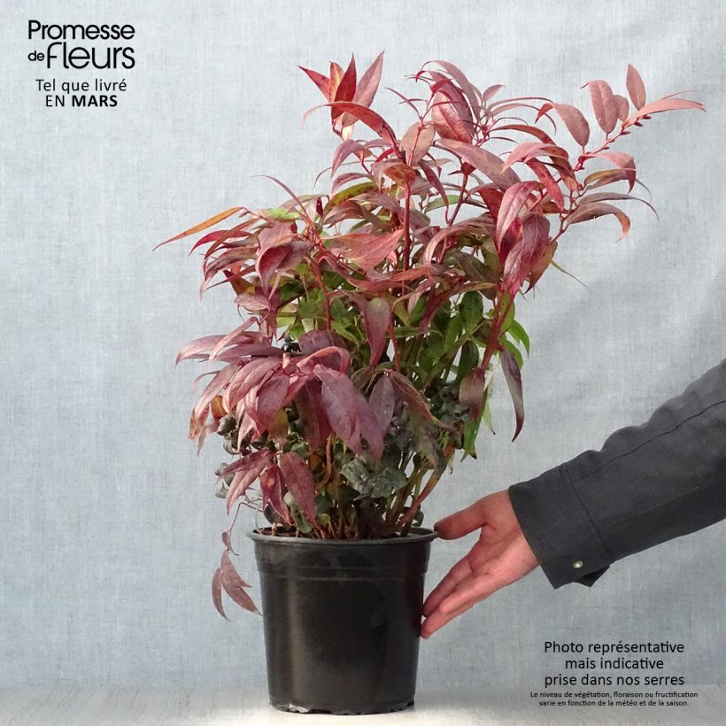 Exemplaar van Leucothoe walteri Royal Ruby - Druifheide Pot van 2 l/3 l zoals geleverd in de lente
