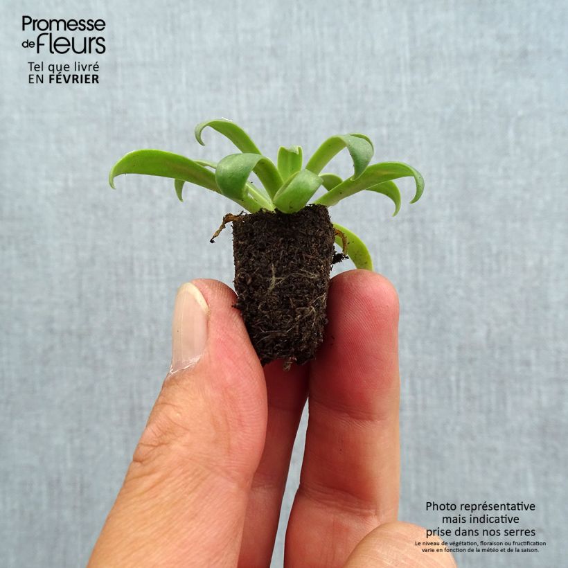 Exemplaar van Lewisia cotyledon Elise Golden Yellow - Bitterkruid Mini-mot Ø 1,5/2,5 cm zoals geleverd in de herfst