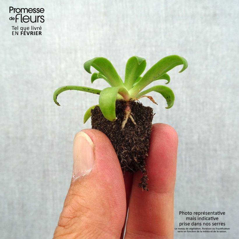 Exemplaar van Lewisia cotyledon Elise Ruby Red - Bitterkruid Mini-mot Ø 1,5/2,5 cm zoals geleverd in de herfst