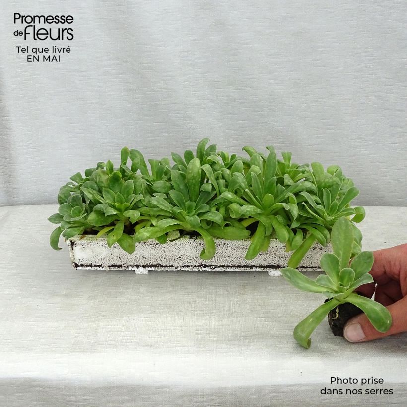 Example of Lewisia cotyledon Elise en mélange Mini-mot Ø 1,5/2,5 cm as you get in printemps