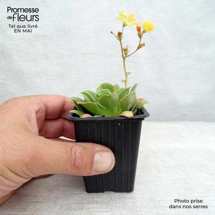 Exemplaar van Lewisia cotyledon Mix - Bitterkruid Kweekpotje van 7/8 cm zoals geleverd in de lente