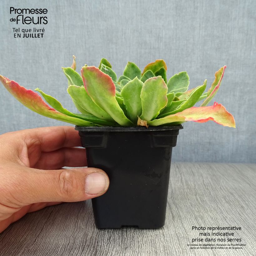 Exemplaar van Lewisia cotyledon Mix - Bitterkruid Kweekpotje van 7/8 cm zoals geleverd in de zomer