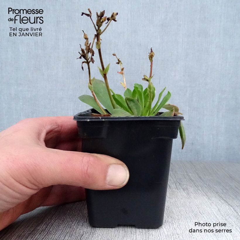 Example of Lewisia cotyledon en mélange Kweekpotje van 7/8 cm as you get in hiver