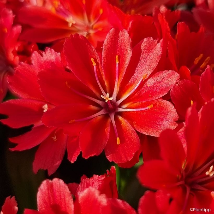 Lewisia Sunset Glow (Bloei)