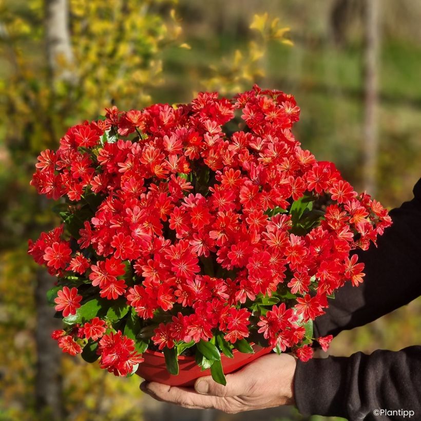 Lewisia Sunset Glow (Groeiplaats)