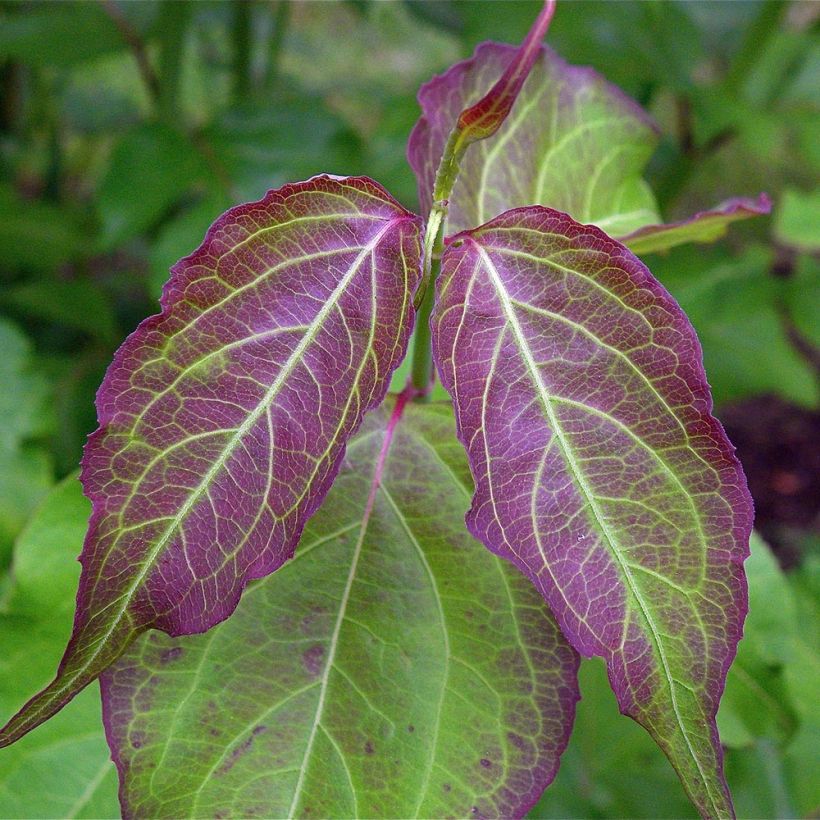 Fazantenbes - Leycesteria formosa (Foliage)