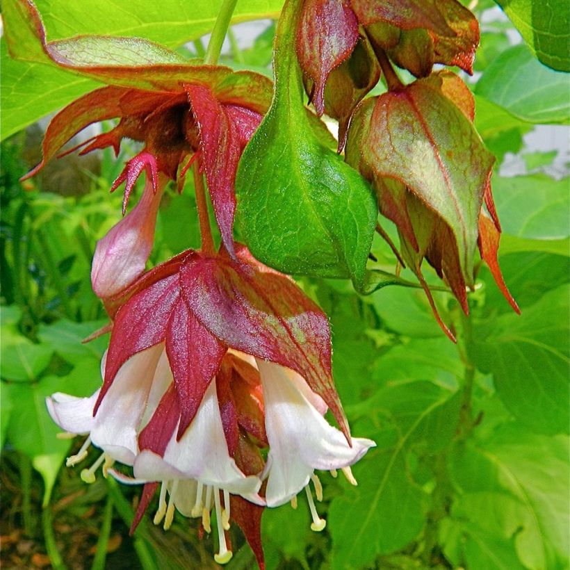 Fazantenbes - Leycesteria formosa (Flowering)