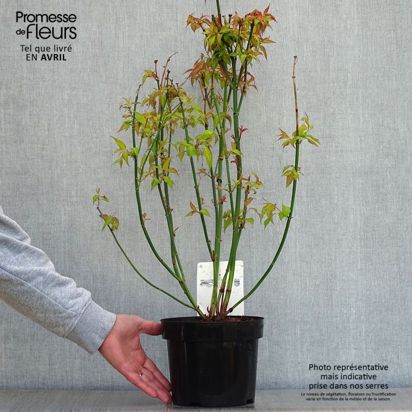 Exemplaar van Leycesteria formosa Golden Lanterns - Fazantenbes Pot van 2 l/3 l zoals geleverd in de lente